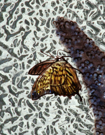 Butterfly Stained Glass Window