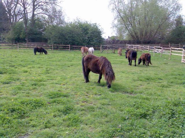 SHETLAND PONIES GRAZING ORGANIC PASTURE AT THE SHETLAND PONY WELFARE TRUST FARM