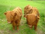 Highland Cattle