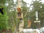 Red Squirrels on Derraids Nut Box