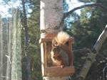 Red Squirrel Close up